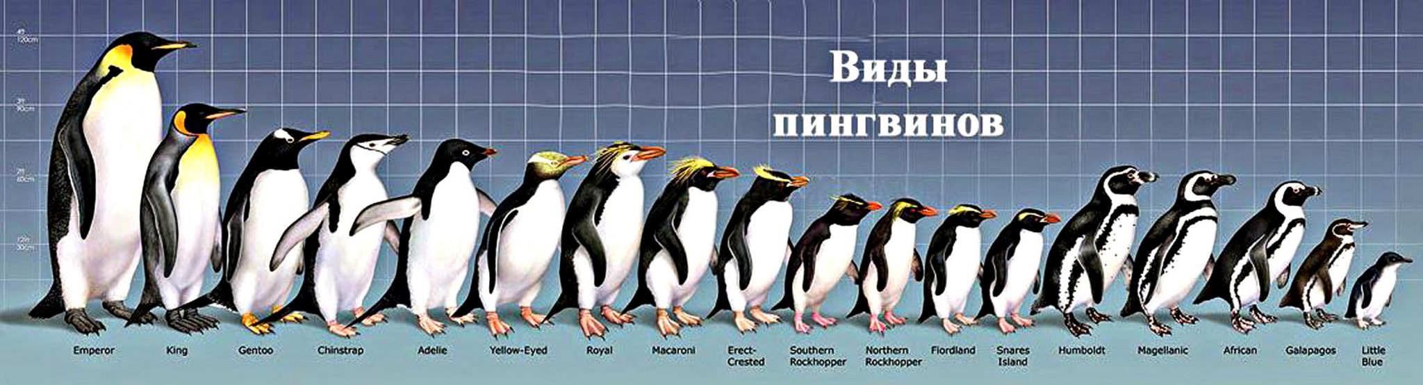 Пингвины где обитают карта