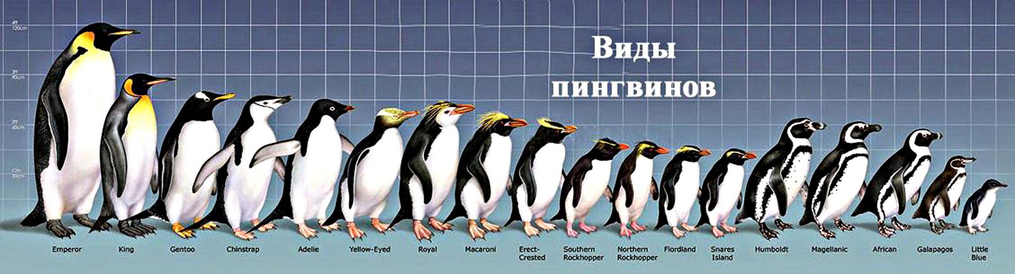 Ареал обитания пингвинов